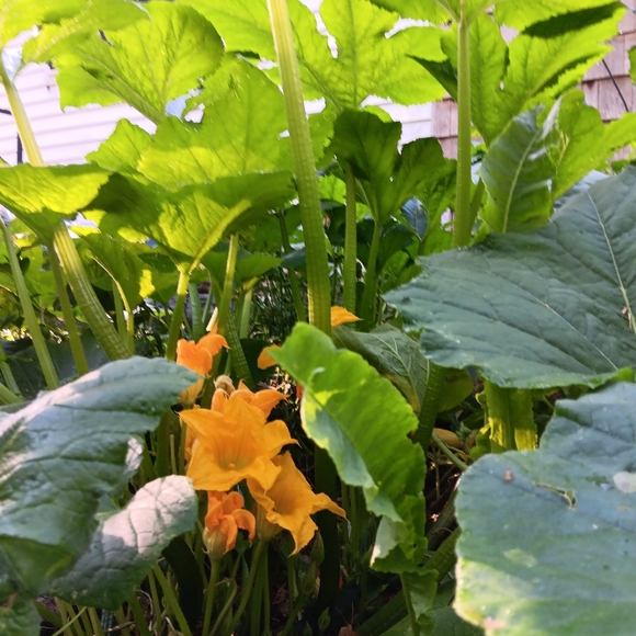 Meet your Posher, Lauren - Picture 8 of 11